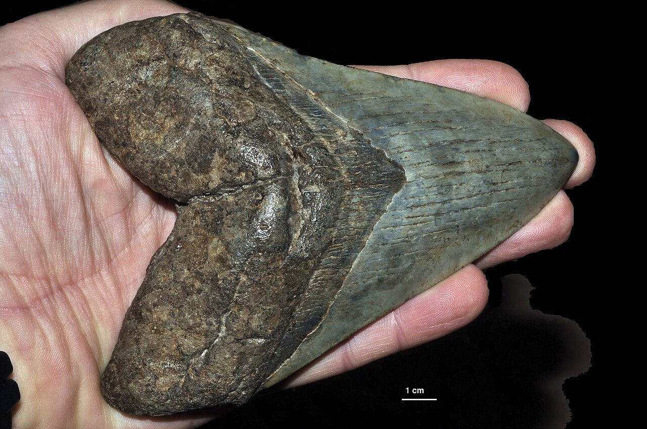 Carcharocles megalodon (Agassiz, 1843) 3