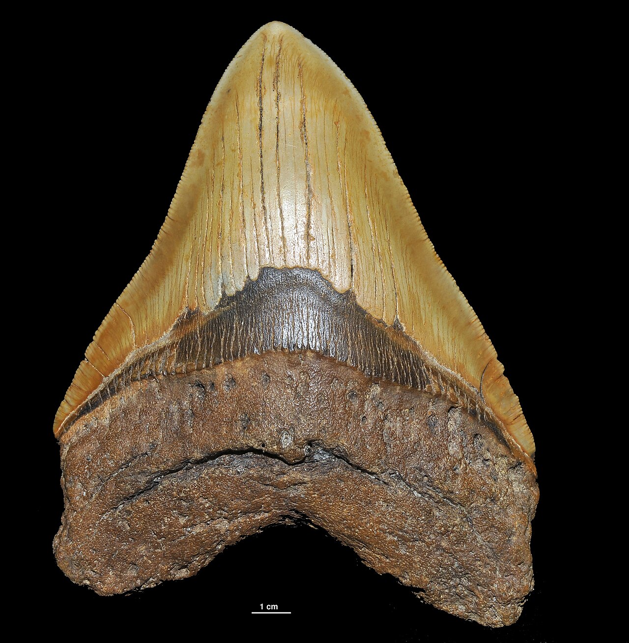Carcharocles megalodon (Agassz, 1837) 1