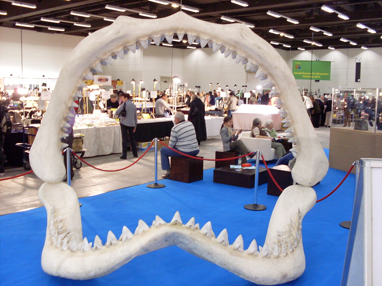 Carcharocles megalodon