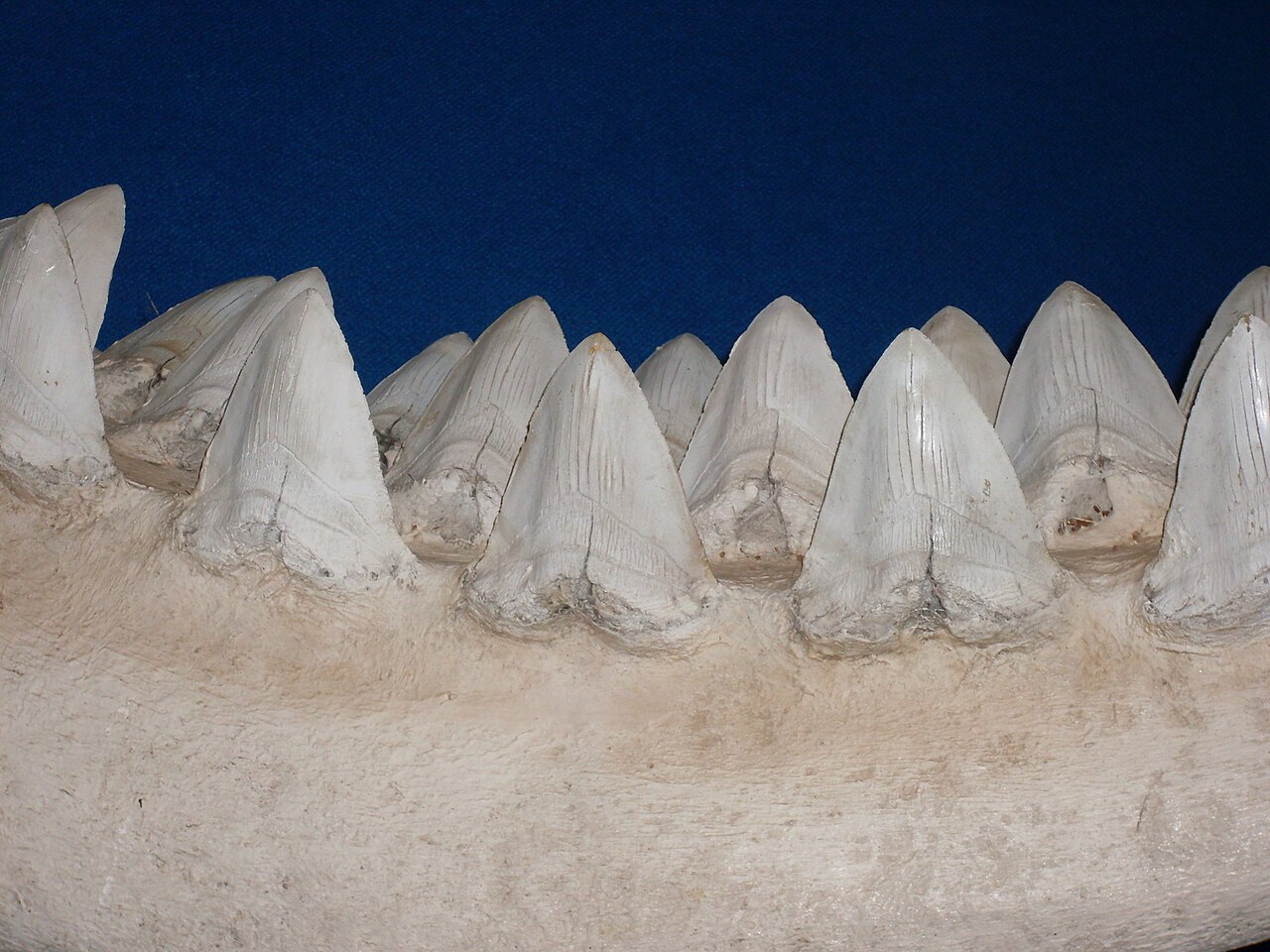 Carcharocles megalodon