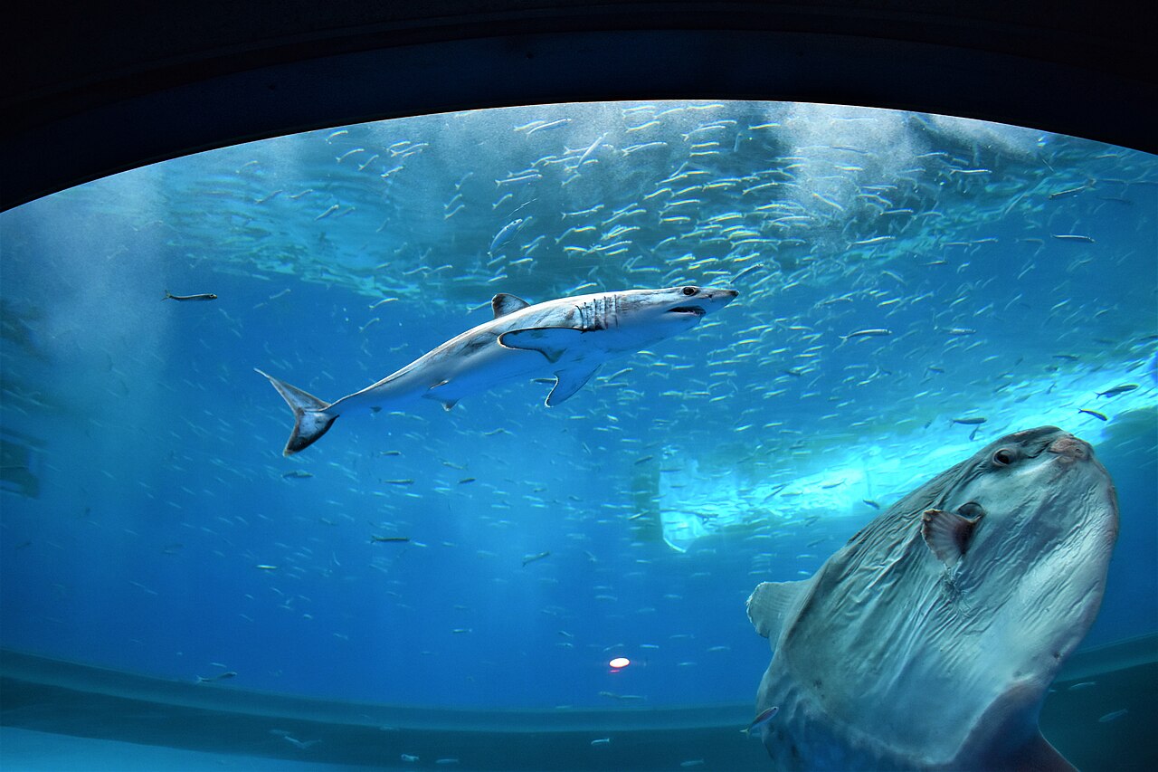 A shortfin mako shark swimming in a tank with a sunfish
