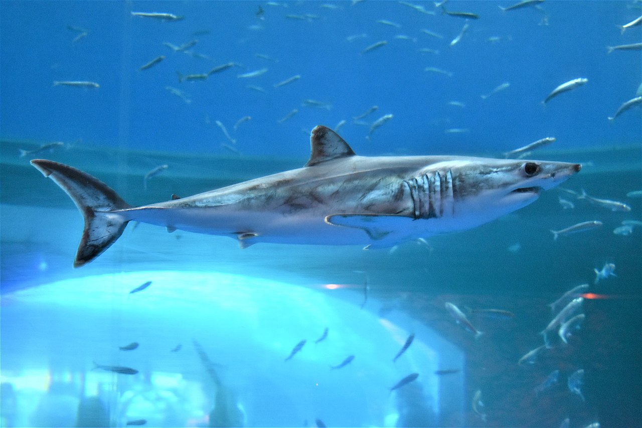 A shortfin mako shark swimming in an aquarium.(2)