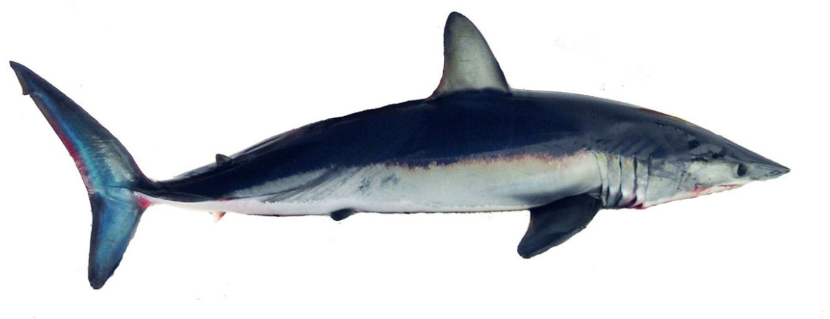 Atlantic Shortfin mako