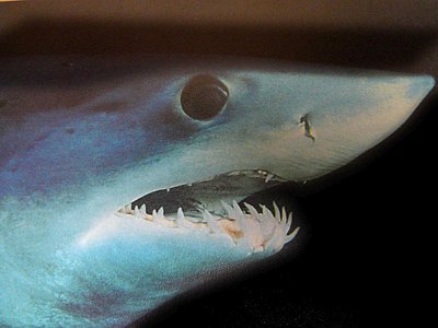 Close up of mako shark head
