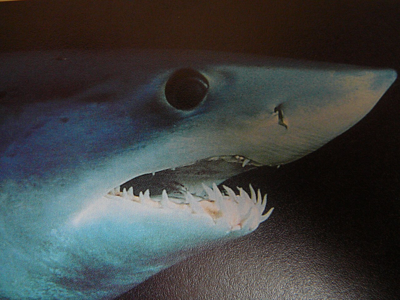 Close up of mako shark head