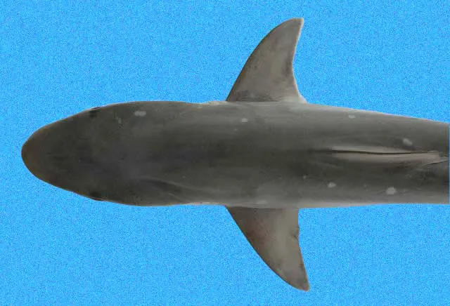 Atlantic sharpnose shark