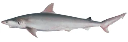 Australian blackspot shark