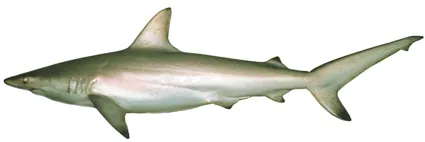 Australian blacktip shark