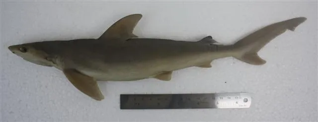 Blackspot shark