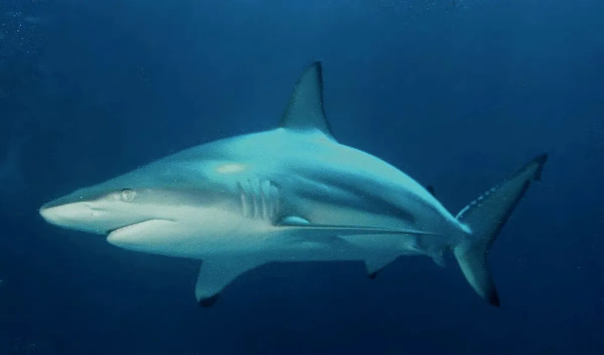 Blacktip shark