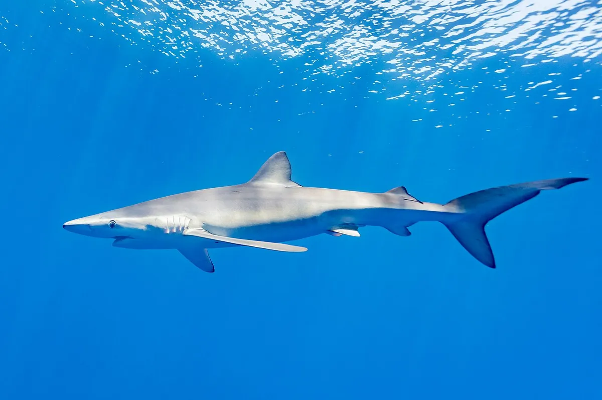 Blue shark