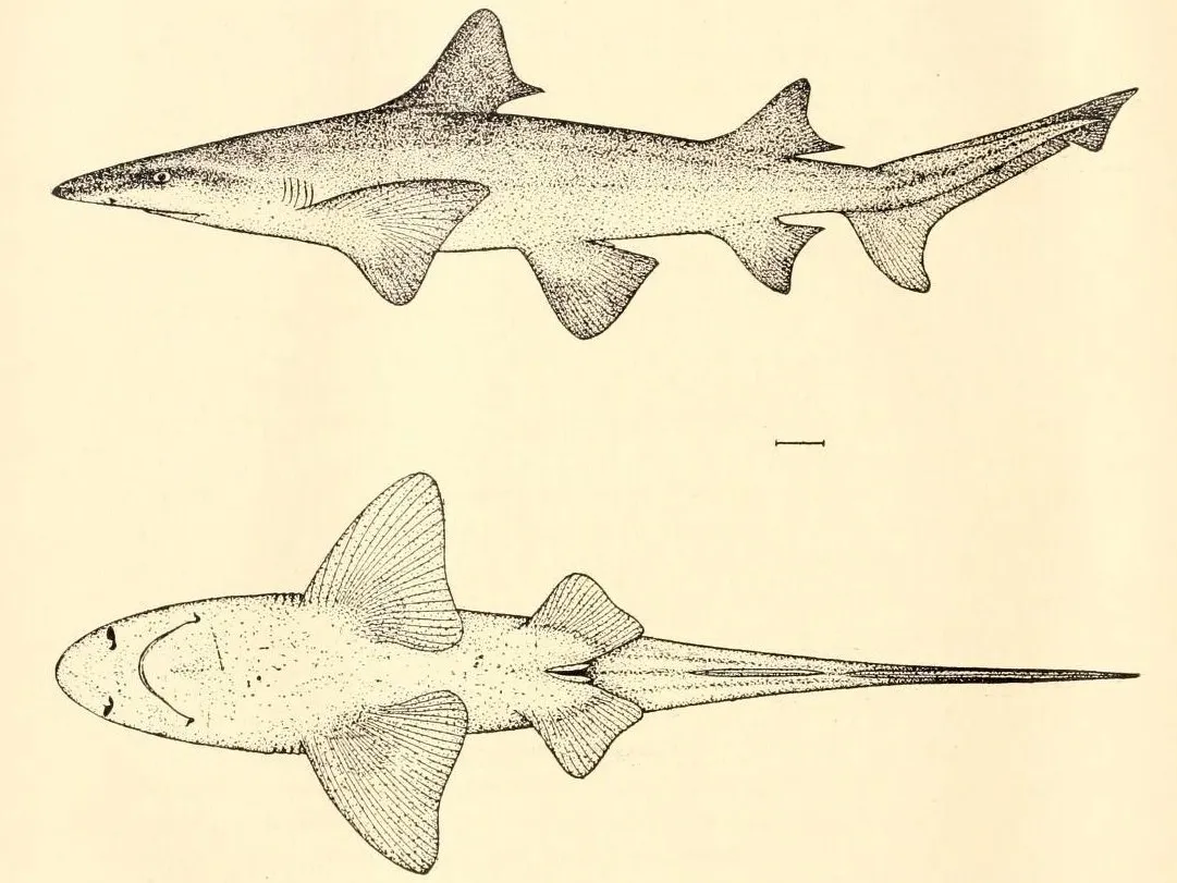 Borneo broadfin shark