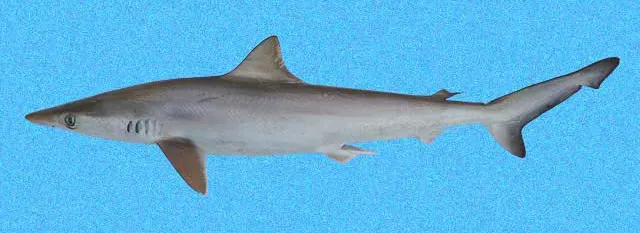 Brazilian sharpnose shark