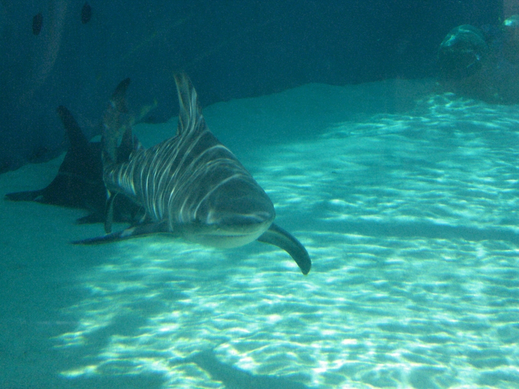 Bull Shark Aquarium of the Pacific