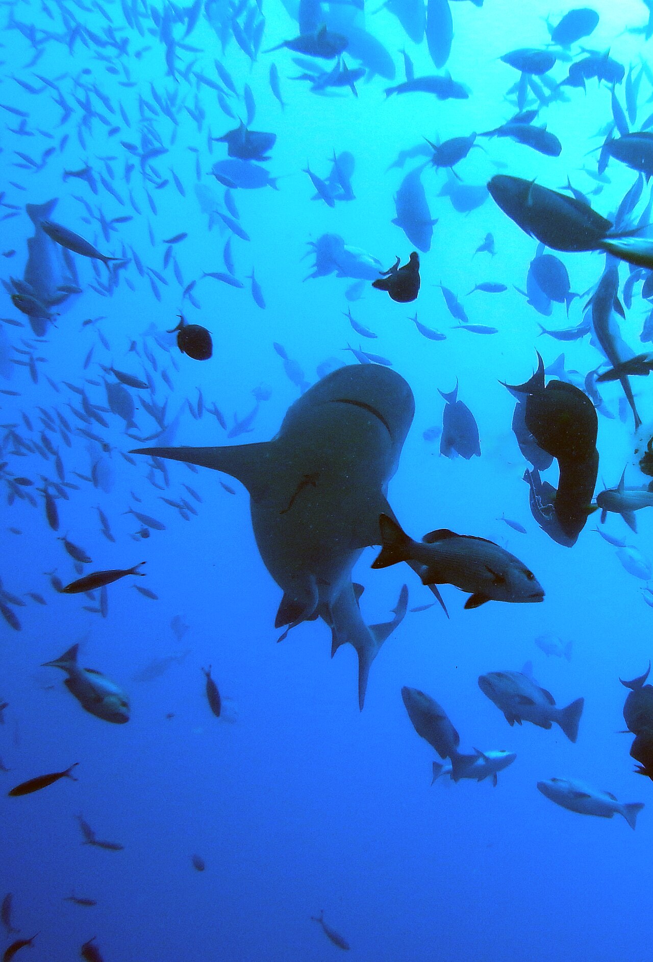 Bull shark-Carcharhinus leucas