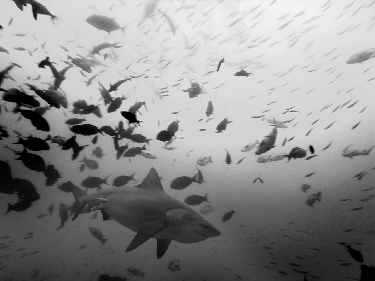 Bull shark-Carcharhinus leucas