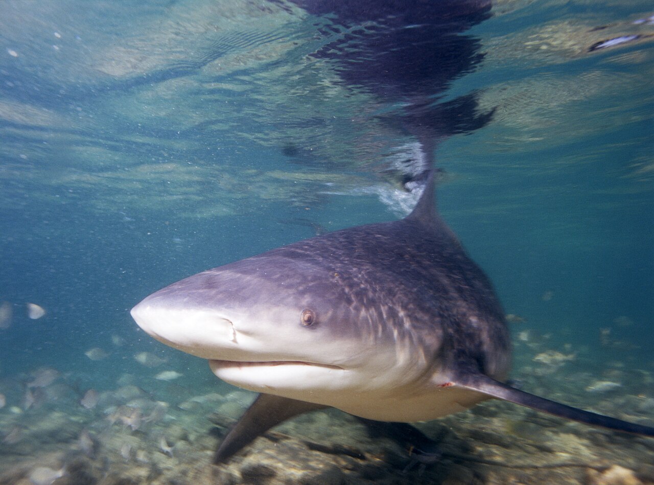 Bull shark (2007)