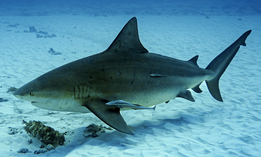 Bull shark (Carcharhinus leucas)