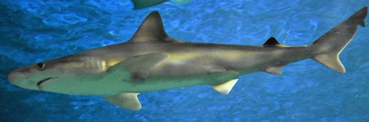 Carcharhinus tjutjot