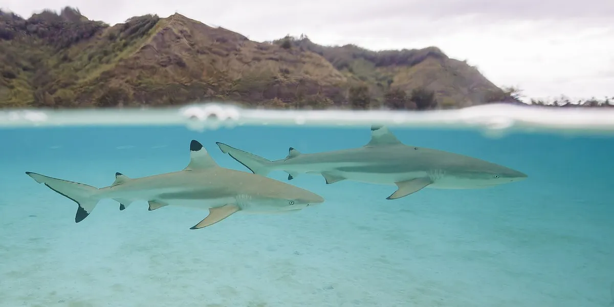 Carcharhinus