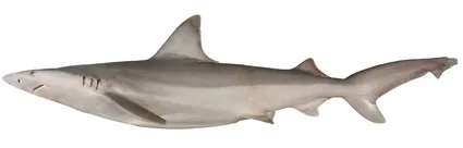 Creek whaler