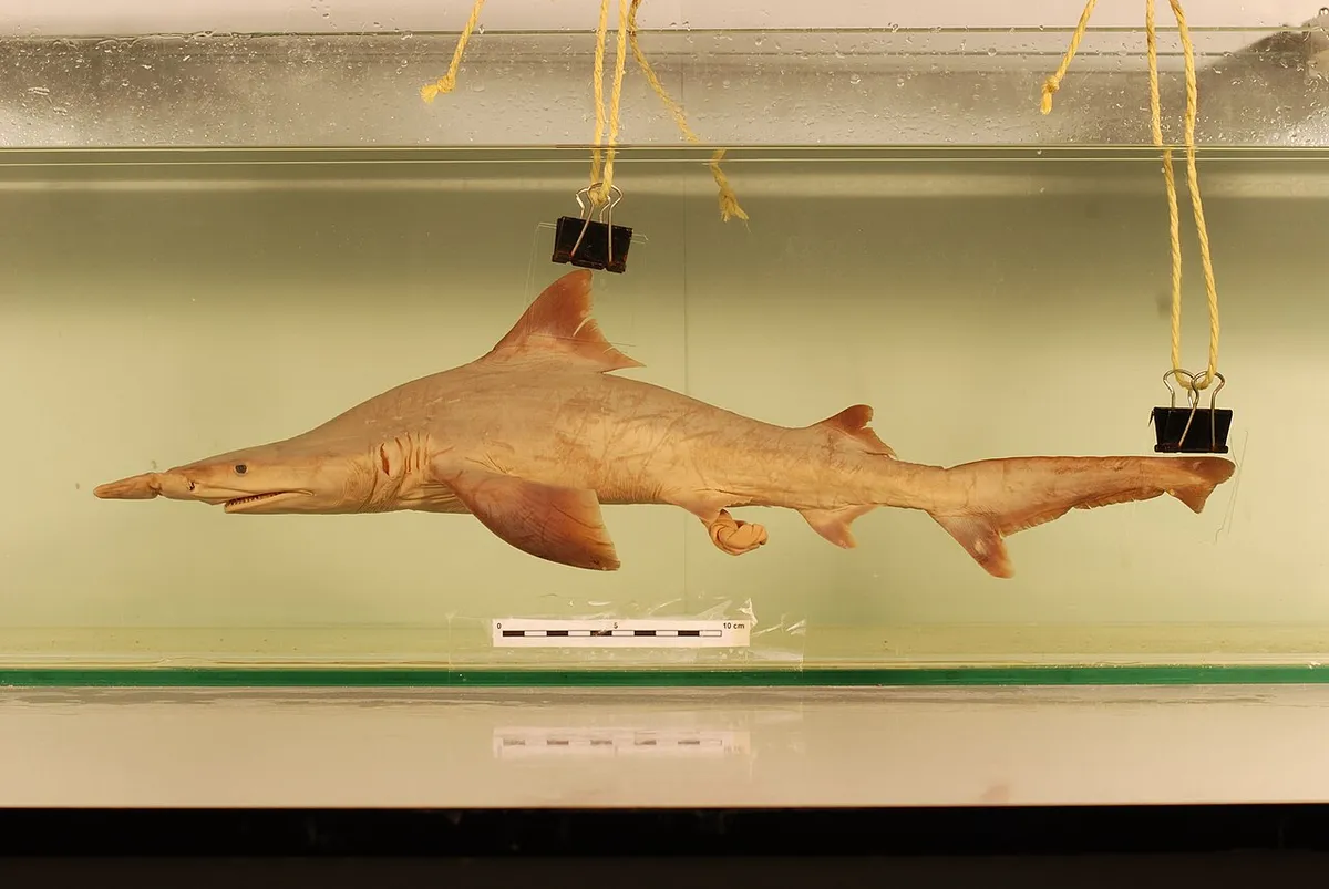 Daggernose shark