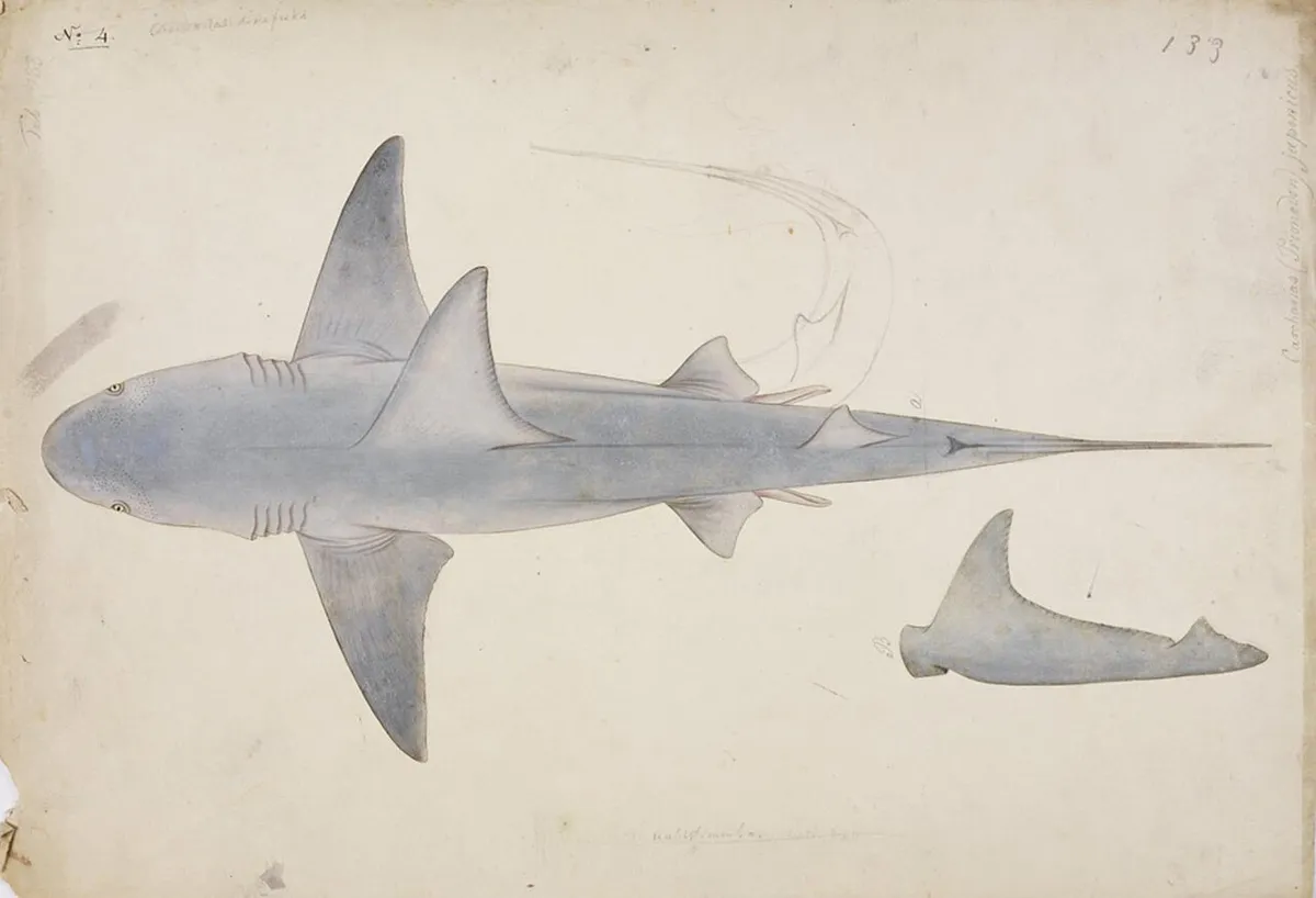Ganges shark