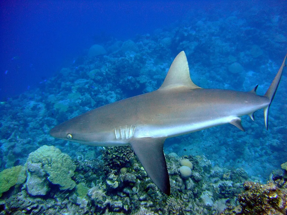 Grey reef shark