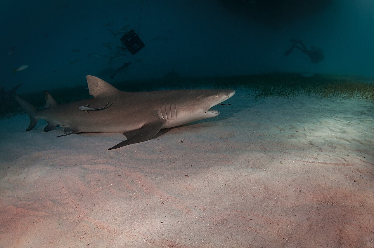 A lemon shark rests on the bottom as a remora gives him a teeth cleaning
