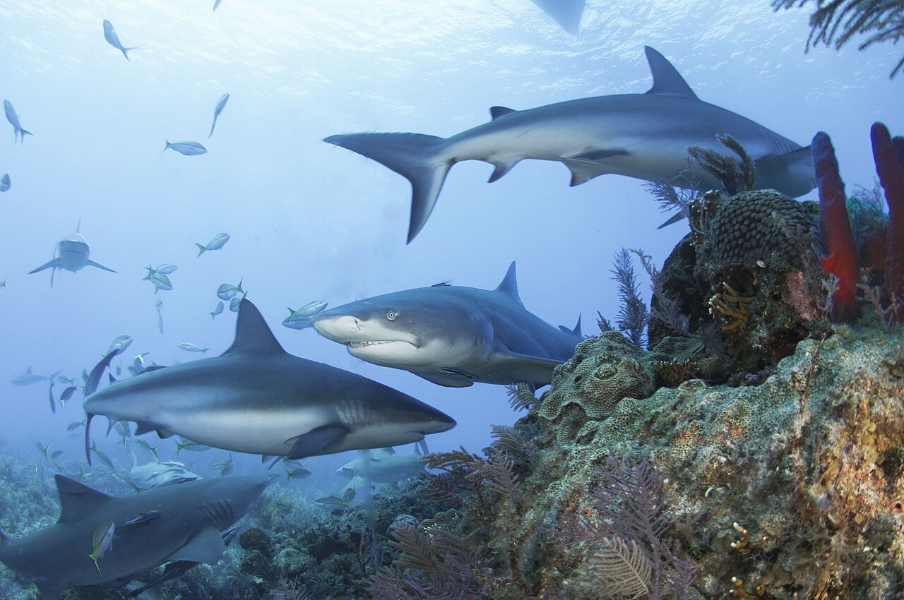 Caribbean reef sharks and a lemon shark