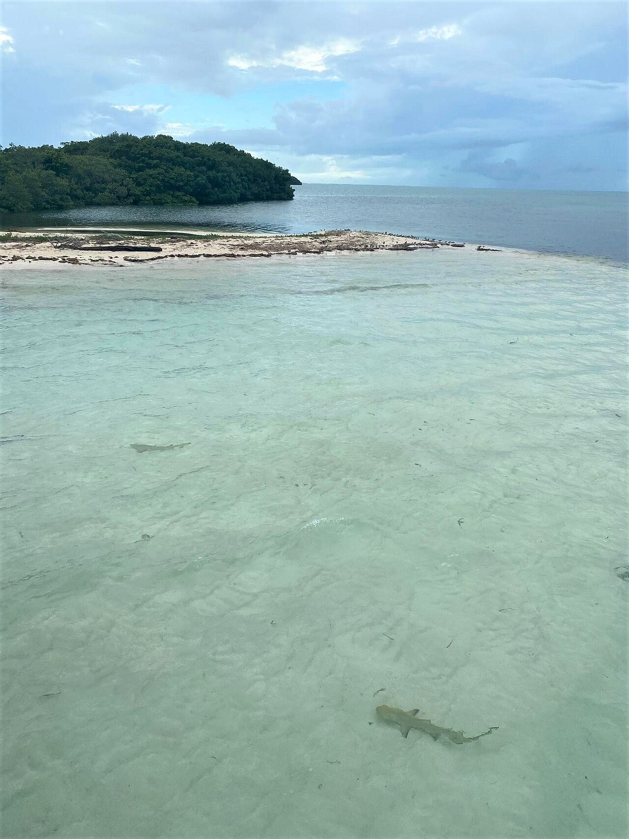 Juvenile Lemon Sharks at Key West National Wildlife Refuge