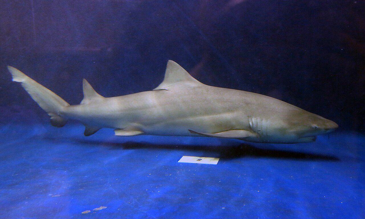 LemonShark National Marine Aquarium, Plymouth UK