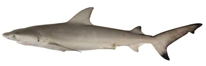 Nervous shark