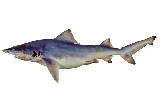 Northern river shark