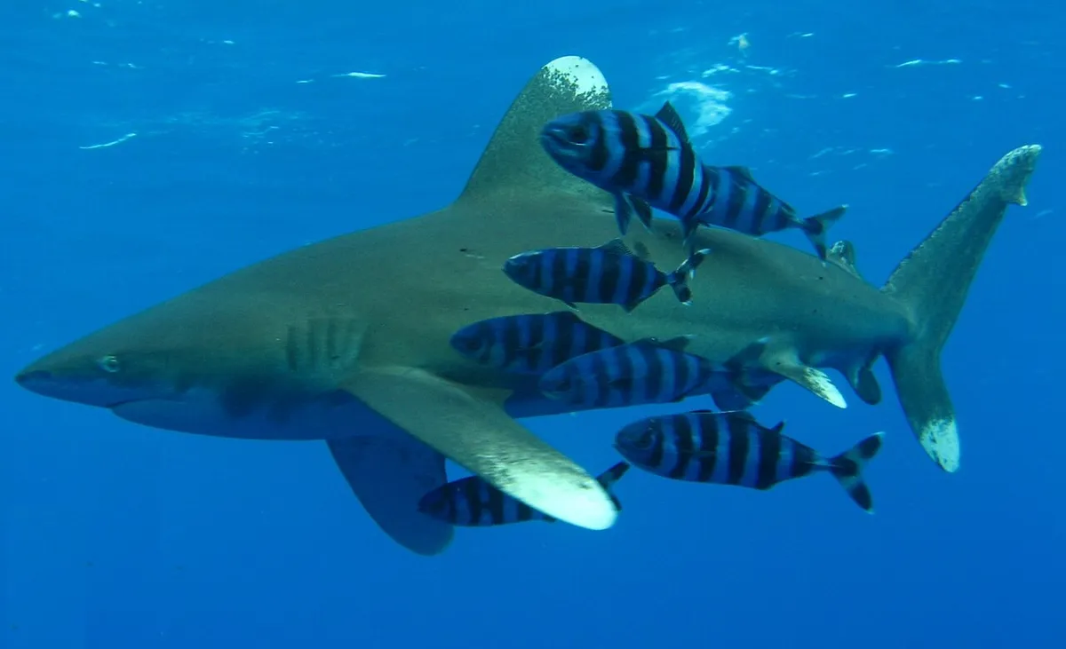 Oceanic whitetip