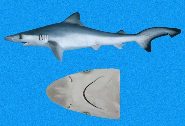 Pacific sharpnose shark