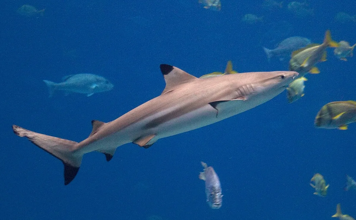 Requiem shark