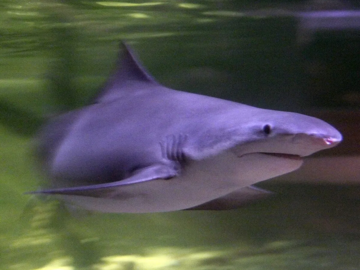River shark