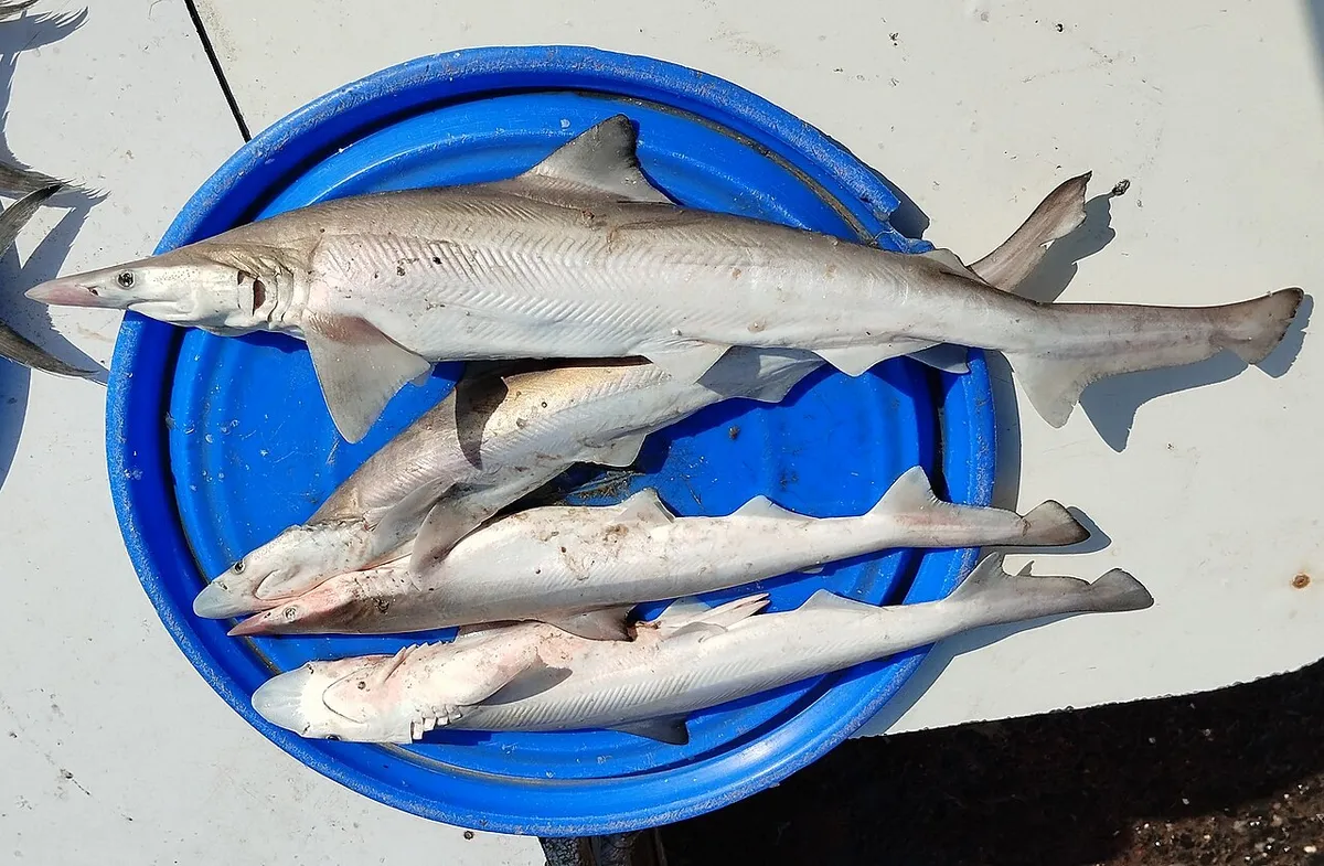 Scoliodon