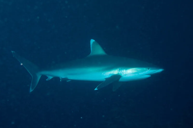 Silvertip shark