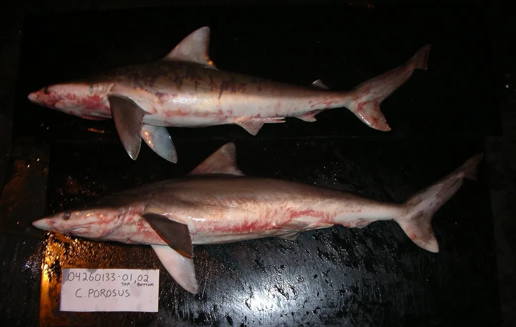 Smalltail shark