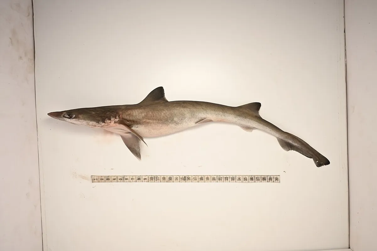 Spadenose shark