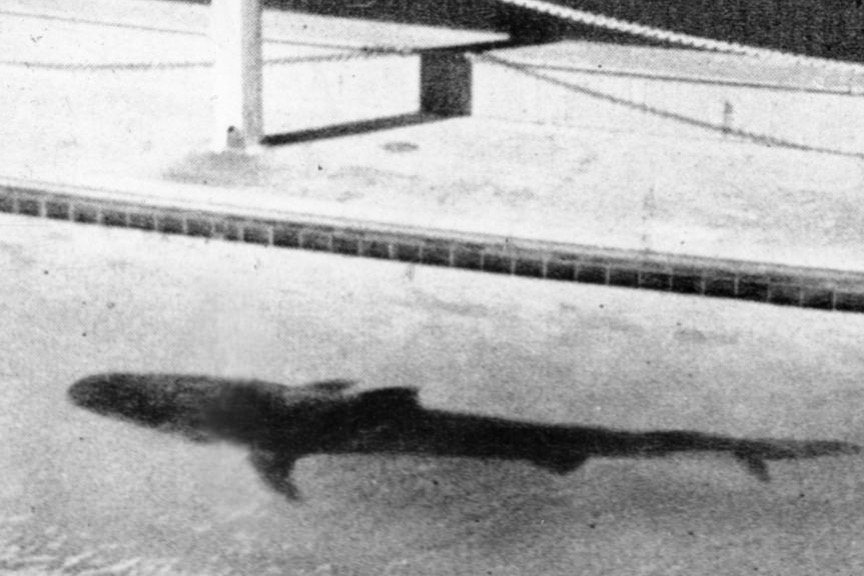 Coogee Aquarium tiger shark