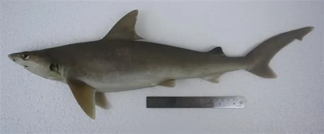 Whitecheek shark