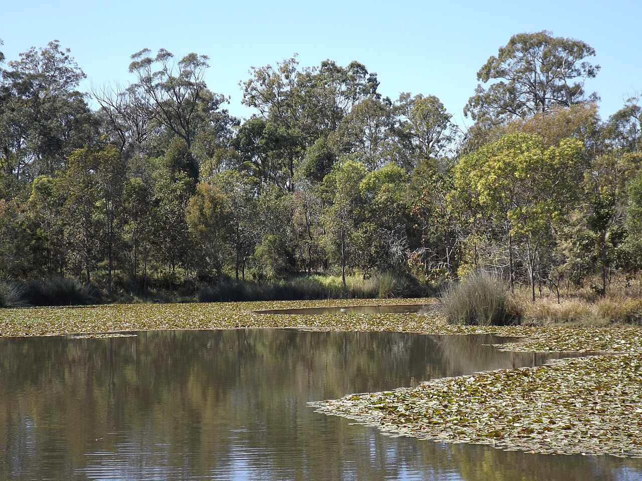 Wetlands (video game)