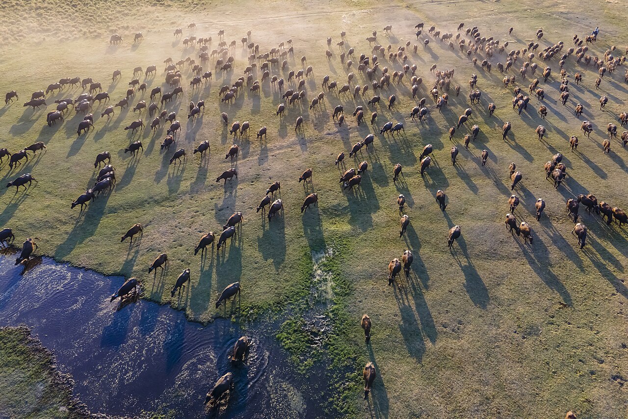 Wetlands (video game)