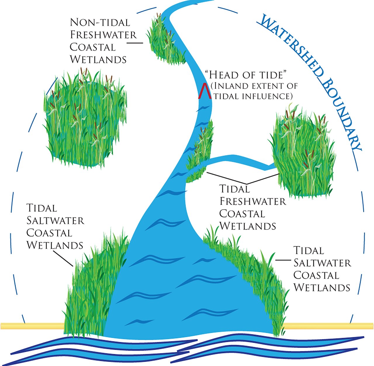 Wetlands (video game)