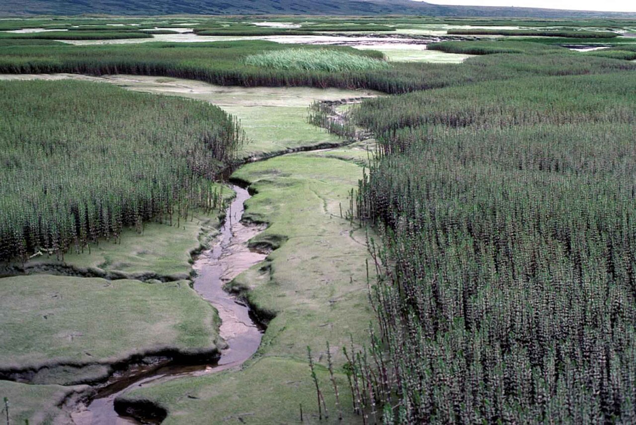 Wetlands (video game)