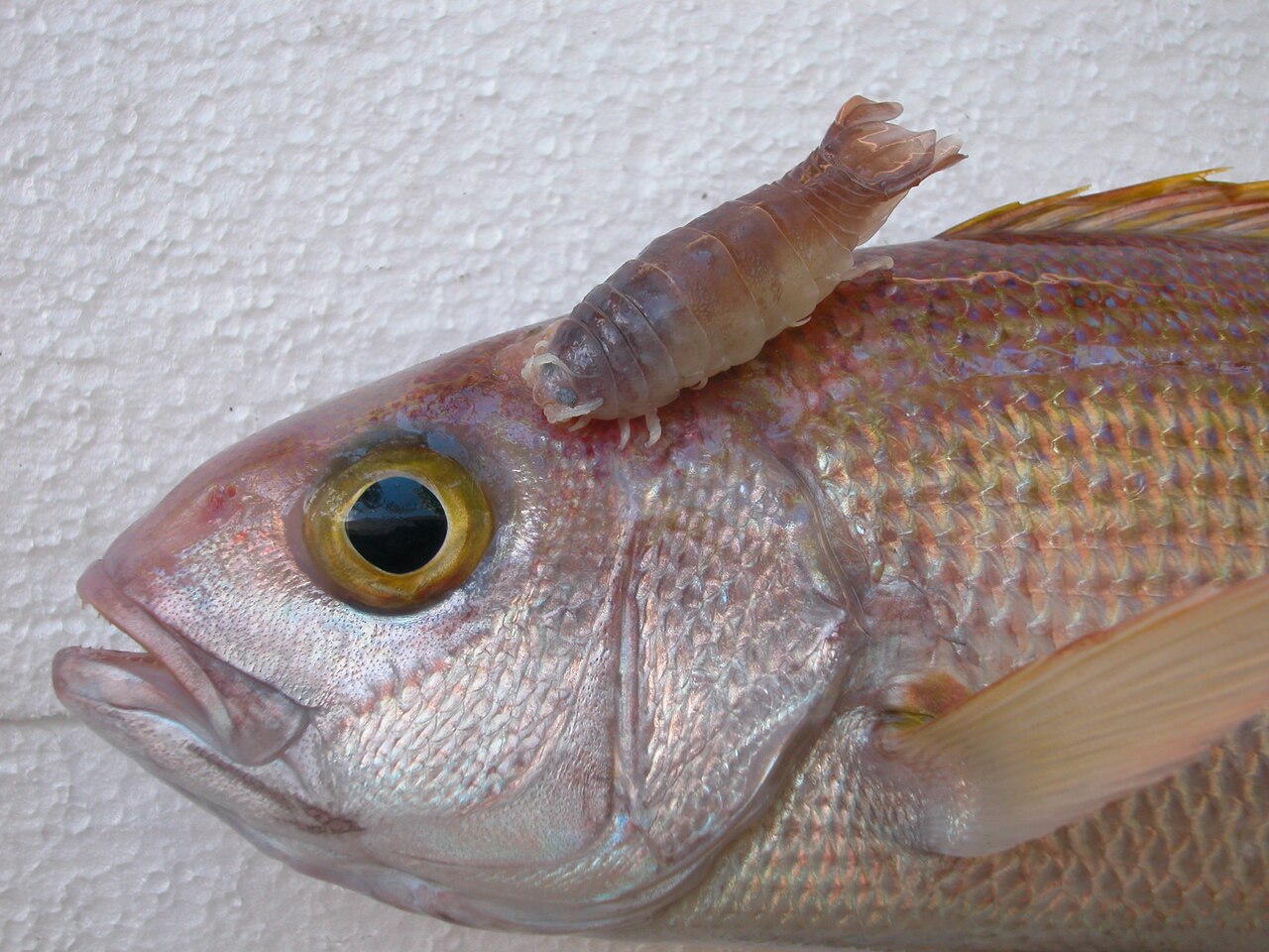 Pristipomoides filamentosus