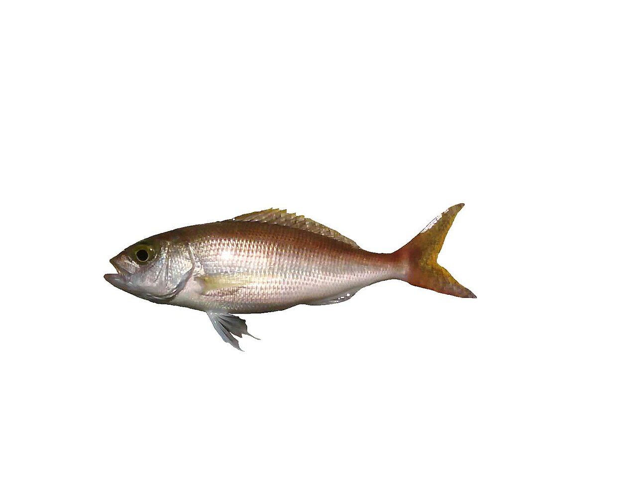 Pristipomoides filamentosus